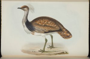 Túzok, John Gould „Európa madarai” című művéből