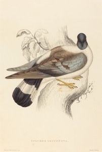 Columba Leuconota (havas galamb)