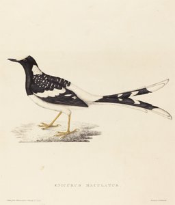 Enicurus Maculatus (foltos villafarkú)