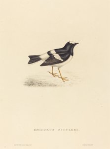Enicurus Scouleri (kis villafarkú)
