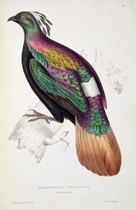Himalájai fácán, John Gould (1804-41) "A Century of Birds from the Himalaya Mountains" című, 1830-32-es munkájából.