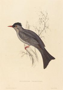 Hypsipetes Psaroides (Black Bulbul)