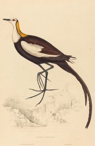 Parra Sinensis (fácánfarkú jacana)