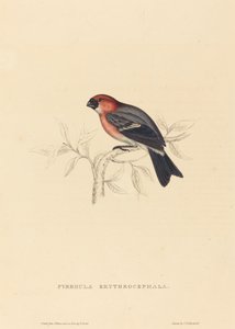 Pyrrhula Erythrocephala (vörös hajú süvöltő)