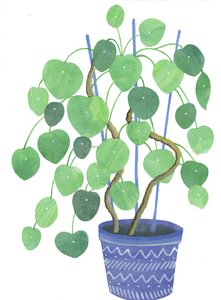 Pilea növény, 2017 (akvarell és kollázs)
