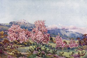 Mandulavirág, Orotava-völgy (színes litó) alkotó: Ella Du Cane