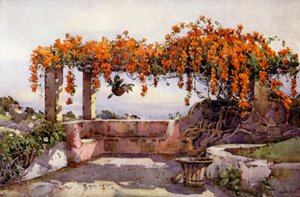 Bignonia Venusta (színes litho) alkotó: Ella Du Cane
