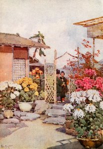 Krizantém, Kyoto (színes litho) alkotó: Ella Du Cane