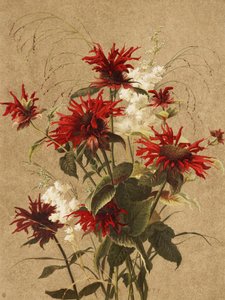 Balm és Spiraea – Ellen Thayer Fisher