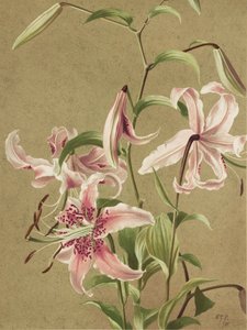 Japán liliom – Ellen Thayer Fisher