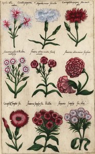 Különböző szegfűfajták, Dianthus caryophyllus alkotó: Emanuel Sweert