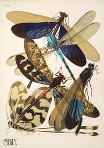 10. tábla Rovarok, kocsma. 1930-as évek (pochoir print) alkotó: Émile Allain Séguy