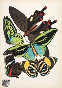 1. tábla, Butterflies, kocsma. 1925 (sablonnyomat) alkotó: Émile Allain Séguy