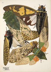 2. tábla az Insectes-től, kocsma. 1930-as évek (pochoir print) alkotó: Émile Allain Séguy