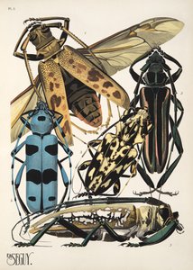 3. tábla Rovarok, kocsma. 1930-as évek (pochoir print) alkotó: Émile Allain Séguy