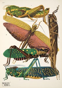 7. tábla Rovarok, kocsma. 1930-as évek (pochoir print) alkotó: Émile Allain Séguy