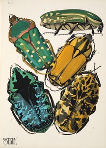 12. tábla Rovarok, kocsma. 1930-as évek (pochoir print) alkotó: Émile Allain Séguy