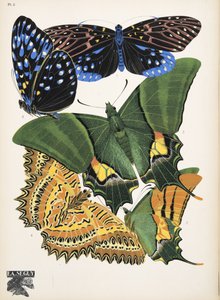 6. tábla, Butterflies, kocsma. 1925 (sablonnyomat)