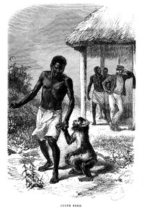 Fiatal Soko majom Afrikában. Emile Bayard (1837-1891) metszet, amely David Livingstone felfedező utolsó történeteit illusztrálja alkotó: Emile Antoine Bayard