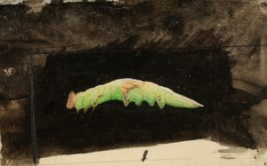 Nagyobb foltos tengerparti levélszéli hernyó..., 19. század vége – 20. század eleje.