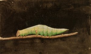 Nagyobb foltos tengerparti levélszegély hernyó, tanulmány a Concealing Coloration in the Animal Kingdom című könyvhez