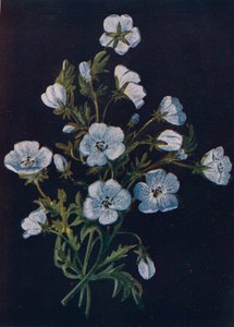 Baby-Blue-Eyes, 1915, 1915