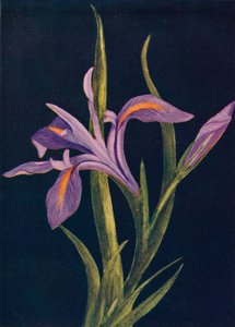 Földi írisz, c1915, 1915
