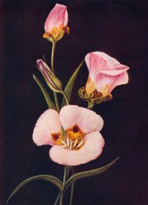 Mariposa tulipán, c1915, 1915