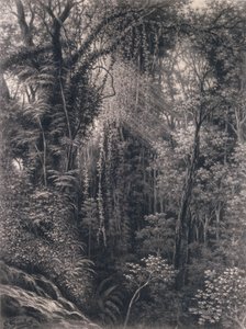Kilátás az Apia feletti szurdokra, Upolu, Nyugat-Szamoa, 1877 (faszén papíron)