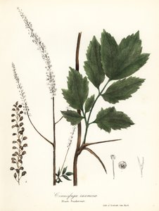 Fekete cohosh, fekete bugbane, fekete kígyógyertya vagy tündérgyertya, Actaea racemosa (Cimicifuga racemosa)