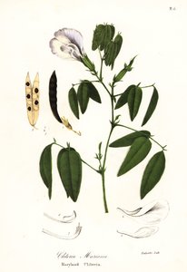 Pillangóborsó, atlanti galambszárnyak vagy marylandi csikló, Clitoria mariana alkotó: Endicott Endicott