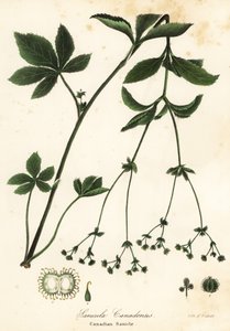 Canadian Blacksnakeroot vagy Canadian Sanicle, Sanicula canadensis alkotó: Endicott Endicott