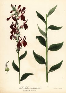 Kardinális virág, Lobelia cardinalis alkotó: Endicott Endicott