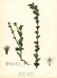 A Vénusz összekulcsoló harangvirága, Triodanis perfoliata (Stem-closping specularia, Specularia perfoliata) alkotó: Endicott Endicott