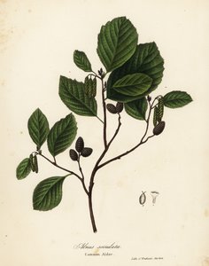 Közönséges éger, mogyoró éger vagy sima éger, Alnus serrulata