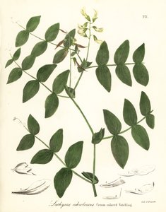 Krémborsó vagy krémszínű bükköny, Lathyrus ochroleucus alkotó: Endicott Endicott