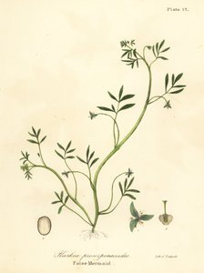 Hamis sellő, Floerkea proserpinacoides alkotó: Endicott Endicott