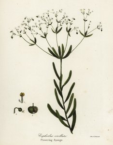Virágzó szivacs, Euphorbia corollata alkotó: Endicott Endicott