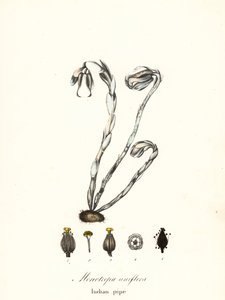 Szellemnövény, szellempipa, indiai pipa vagy hullanövény, Monotropa uniflora