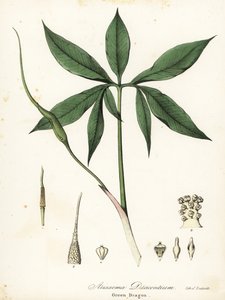 Zöld sárkány vagy sárkánygyökér, Arisaema dracontium