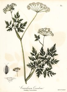 Bürök-petrezselyem alkotó: Endicott Endicott
