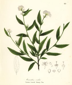 Jersey tea, Ceanothus herbaceus (keskenylevelű jersey tea, Ceanothus ovalis) alkotó: Endicott Endicott