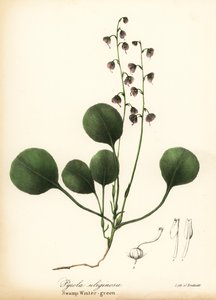 Májlevelű télzöld, mocsári télizöld vagy rózsaszín télizöld, Pyrola asarifolia (mocsári télizöld, Pyrola uliginosa) alkotó: Endicott Endicott