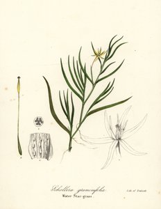 Iszap útifű vagy vízi jácint, Heteranthera dubia (vízi csillagfű, Schollera graminifolia) alkotó: Endicott Endicott
