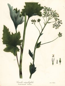 Halvány indiai útifű, Arnoglossum atriplicifolium (narancslevelű cacalia, Cacalia atriplicifolia) alkotó: Endicott Endicott