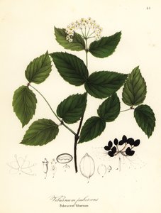 Pubescent viburnum, viburnum pubescens alkotó: Endicott Endicott