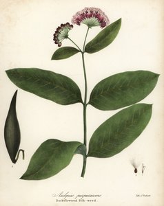 Lila selyemfű vagy sötét virágú selyemfű, Asclepias purpurascens