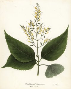 Gazdagfű vagy csomógyökér, Collinsonia canadensis