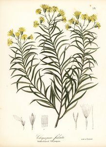 Sarlólevelű selyemfű vagy sarlólevelű arany őszirózsa, Pityopsis falcata (sarlólevelű chrysopsis, Chrysopsis falcata)