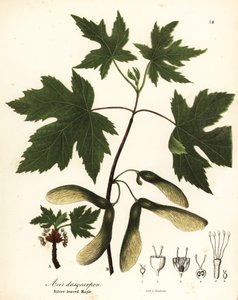 Ezüst juhar, Acer saccharinum (ezüstlevelű juhar, Acer dasycarpum)